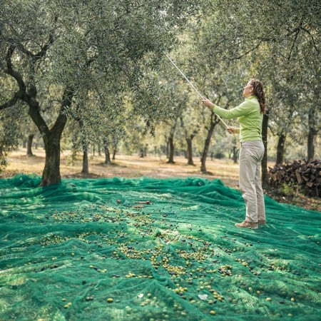 Manto para Recoger Aceitunas Reforzado | Malla para Olivar