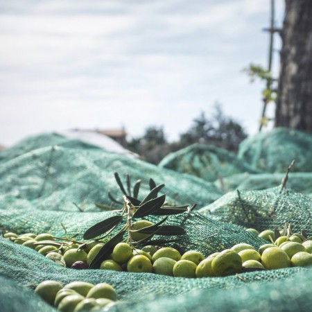 Manto para Recoger Aceitunas Reforzado | Malla para Olivar